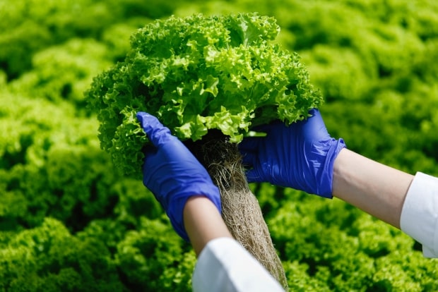 Harvesting Sustainability: Nurturing Our Earth with Sustainable Agriculture